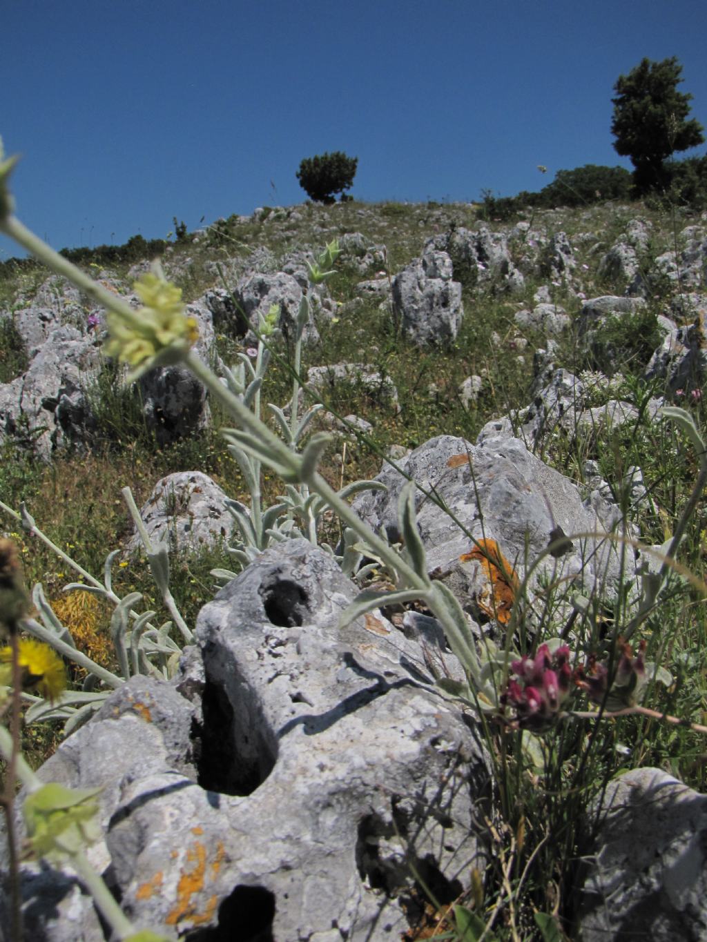 Stachys italica (= Sideritis syriaca) / Stregonia siciliana